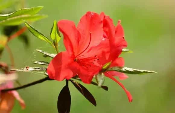 杜鹃花冬季落叶吗