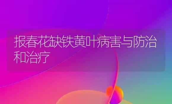 报春花缺铁黄叶病害与防治和治疗 | 家庭养花