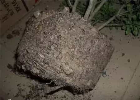 盆景养护管理 | 米兰花怎么换盆和注意事项