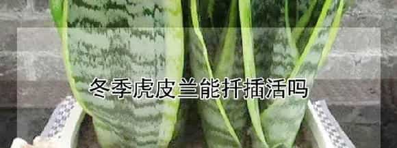 冬季虎皮兰能扦插活吗