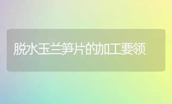 脱水玉兰笋片的加工要领 | 家庭养花