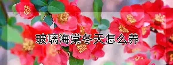 玻璃海棠冬天怎么养