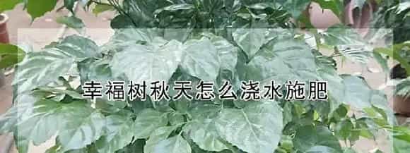 幸福树秋天怎么浇水施肥