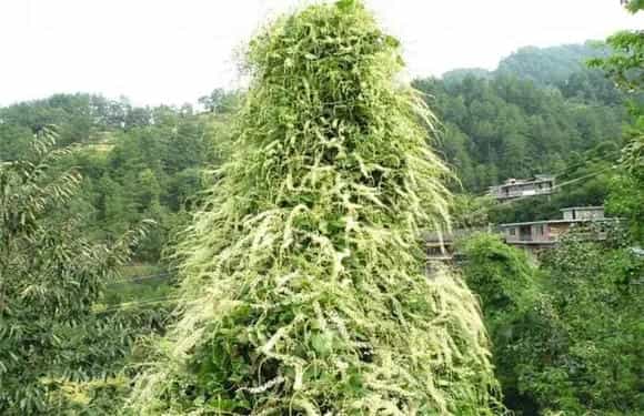 怎样栽培藤三七