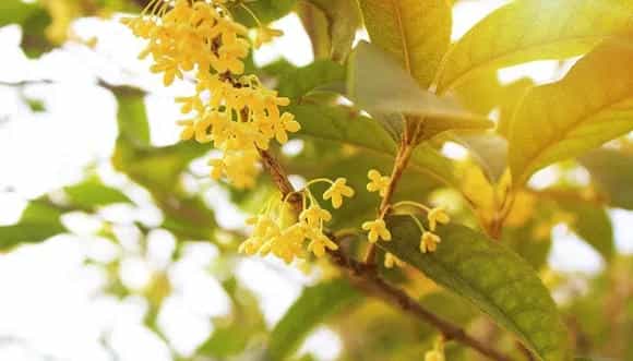 桂花花语 桂花花语是什么