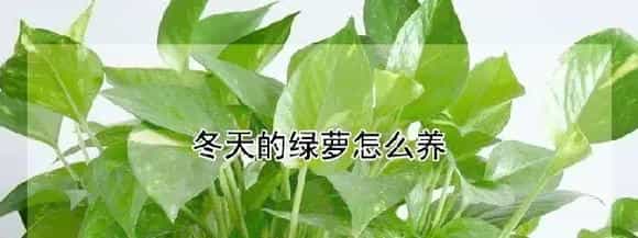 冬天的绿萝怎么养