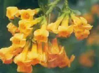 黄花夜香树