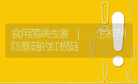 怎样预防蘑菇的红根菇 | 菌菇种植