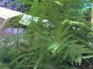 羊齿天门冬