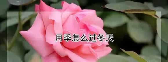 月季怎么过冬天