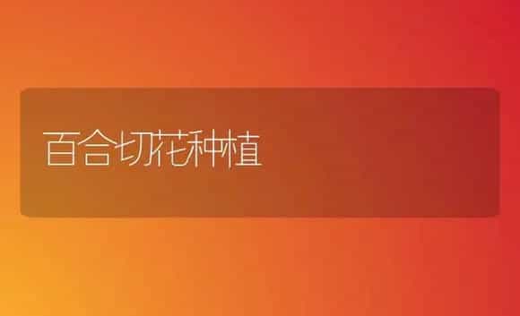 百合切花种植 | 家庭养花