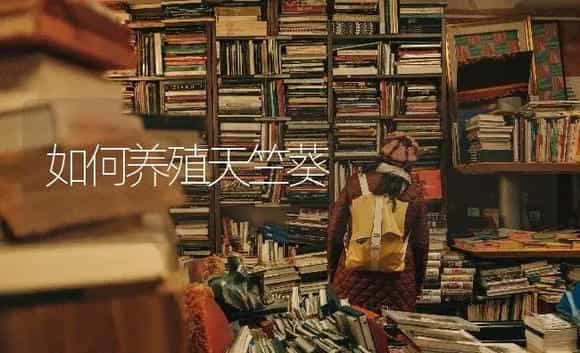 如何养殖天竺葵 | 特种种植