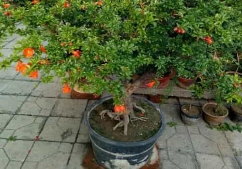 花卉果蔬盆景 | 石榴树室内冬天继续生长吗