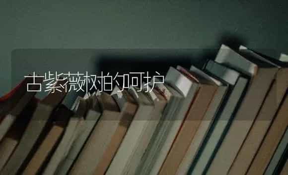 古紫薇树的呵护 | 特种种植