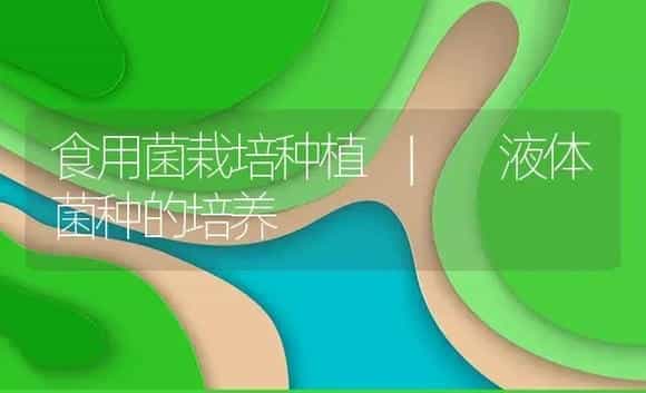 液体菌种的培养 | 菌菇种植