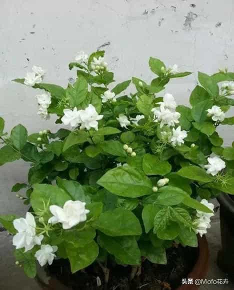 栀子花，茉莉花应施什么肥？怎样养殖才能让它越长越茂盛？