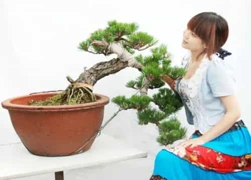 盆景养护管理 | 盆景摘芽方法