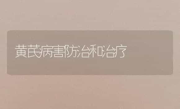 黄芪病害防治和治疗 | 药材种植