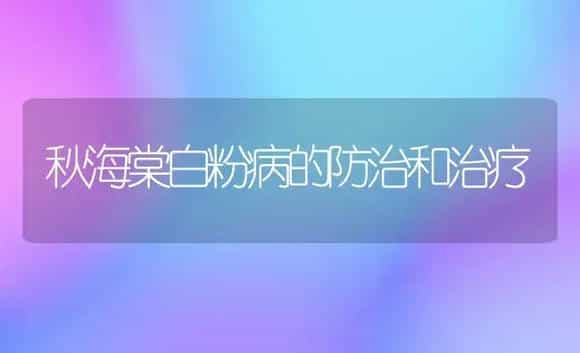 秋海棠白粉病的防治和治疗 | 家庭养花