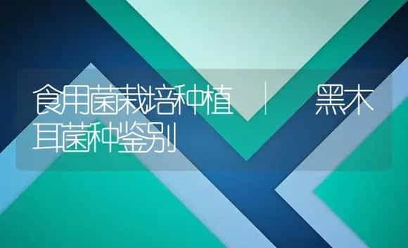 黑木耳菌种鉴别 | 菌菇种植
