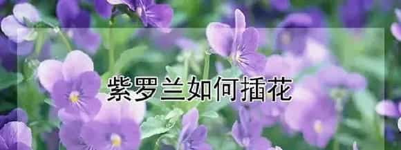 紫罗兰如何插花