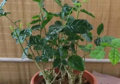 盆栽育苗 | 什么时候扦插茉莉花最好