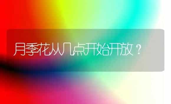 月季花从几点开始开放？ | 绿植常识