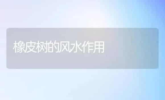 橡皮树的风水作用 | 家庭养花
