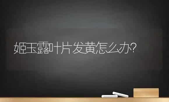 姬玉露叶片发黄怎么办？ | 多肉养殖