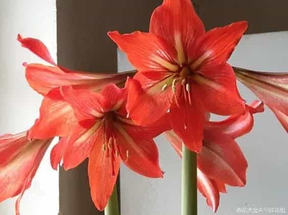 世界上还有哪些花是什么颜色的?