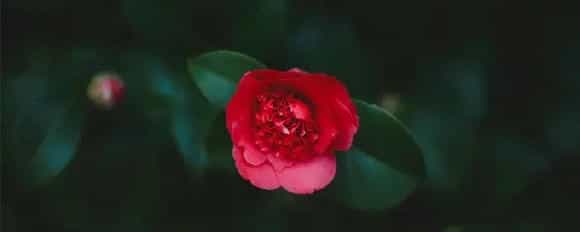 山茶花的花语和寓意