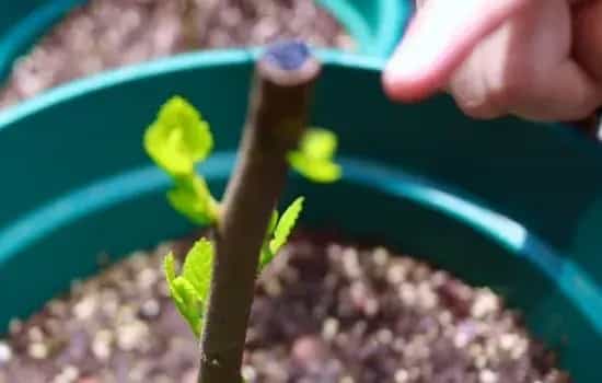 盆栽育苗 | 无花果幼苗冬天怎么管理