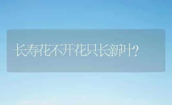 长寿花不开花只长新叶？ | 多肉养殖