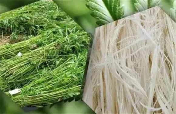 汉麻的栽培对策