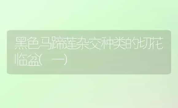 黑色马蹄莲杂交种类的切花临盆(一) | 家庭养花