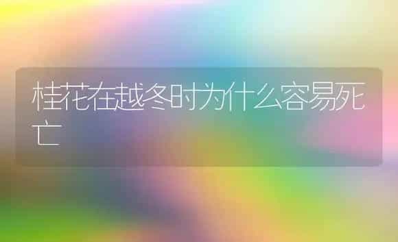 桂花在越冬时为什么容易死亡 | 家庭养花