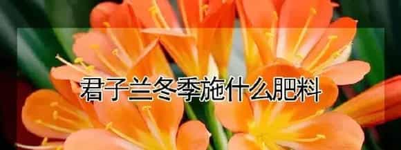 君子兰冬季施什么肥料