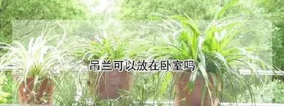 吊兰可以放在卧室吗