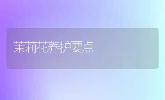 茉莉花养护要点 | 家庭养花