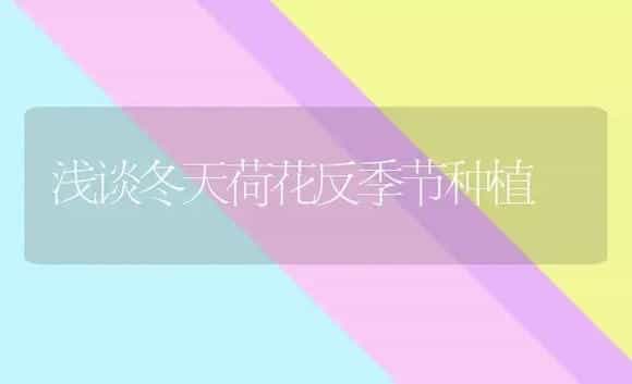浅谈冬天荷花反季节种植 | 家庭养花