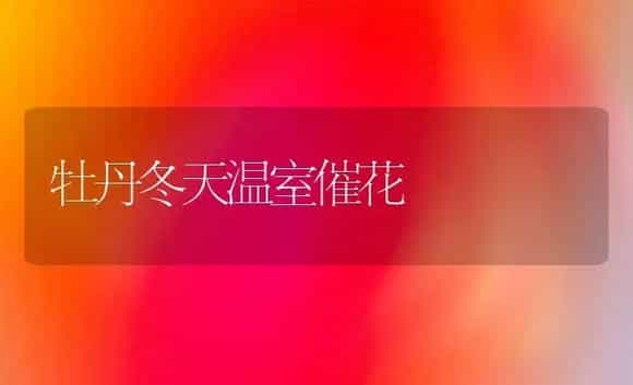 牡丹冬天温室催花 | 家庭养花