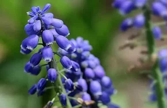 葡萄风信子水培措施
