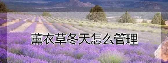 薰衣草冬天怎么管理