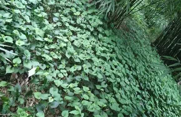 鱼腥草该怎么管理