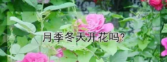 月季冬天开花吗?