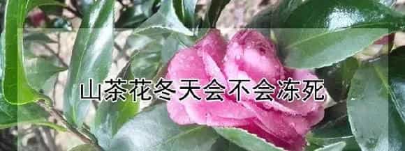 山茶花冬天会不会冻死