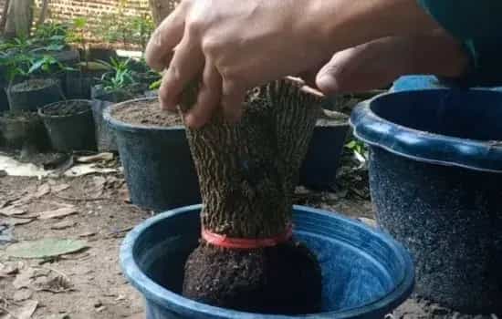 盆景养护管理 | 矮霸清香木老桩移栽难活 这样养3个月内生桩变熟桩