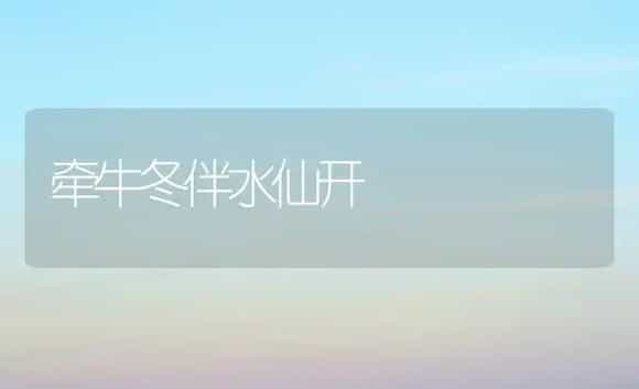 牵牛冬伴水仙开 | 家庭养花