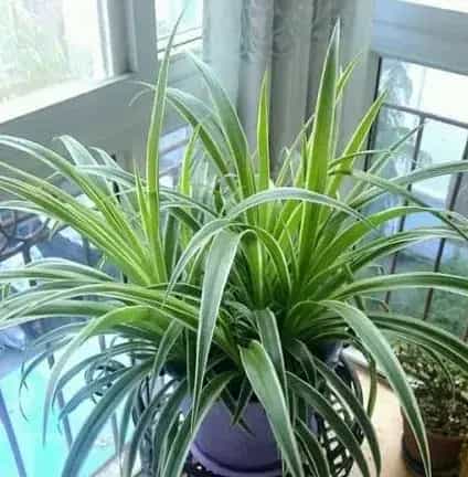 这五种可以水培的植物，你了解几种？