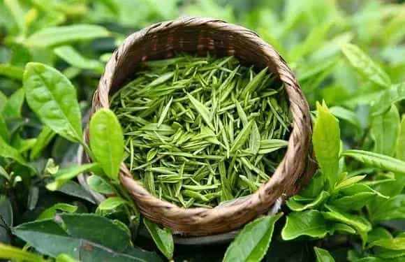 茶叶的品系简介及图片大全